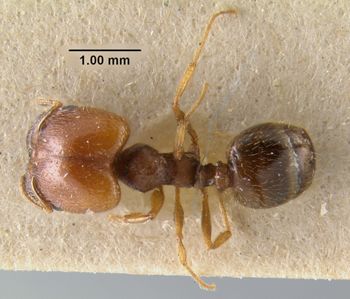 Media type: image;   Entomology 20736 Aspect: habitus dorsal view